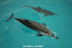 Stenella dolphins by Helmy Hashim 
